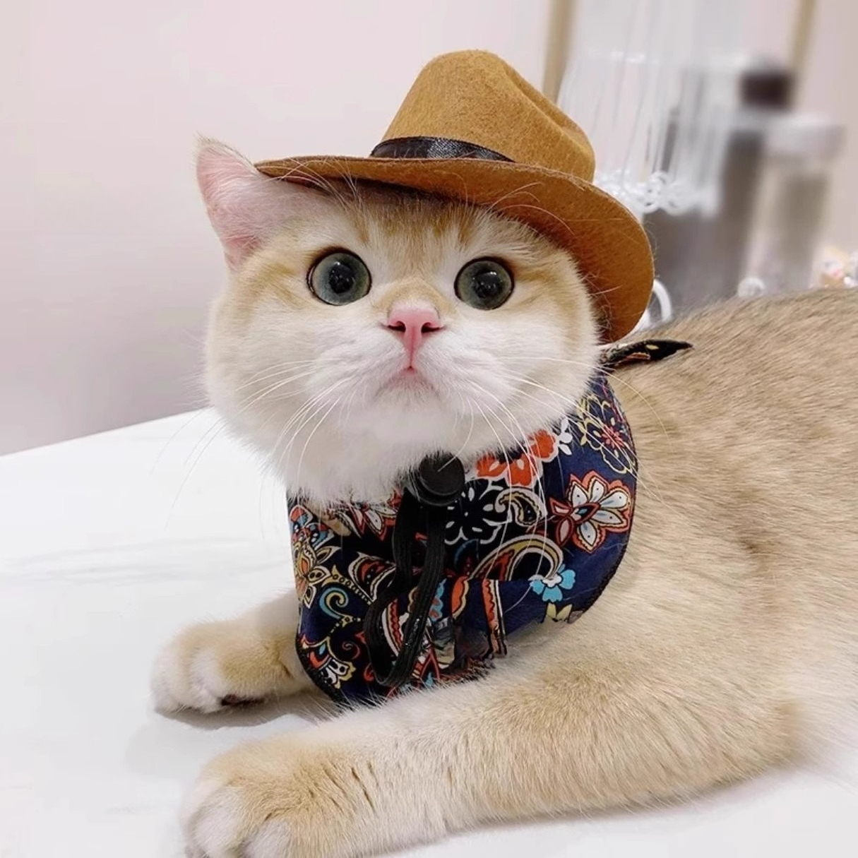  Cat Cowboy Hat Pet Head Acce – обзор и цена Cowboy Hat Straw